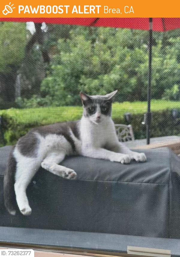 Found/Stray Unknown Cat last seen Kings Canyon Rd./ Bonita Canyon Way, Brea, CA 92821