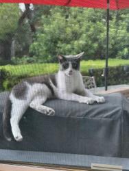 Found/Stray Unknown Cat last seen Kings Canyon Rd./ Bonita Canyon Way, Brea, CA 92821