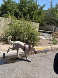 Found/Stray Male Dog last seen Hartman Publishing iron/14th, Albuquerque, NM 87102