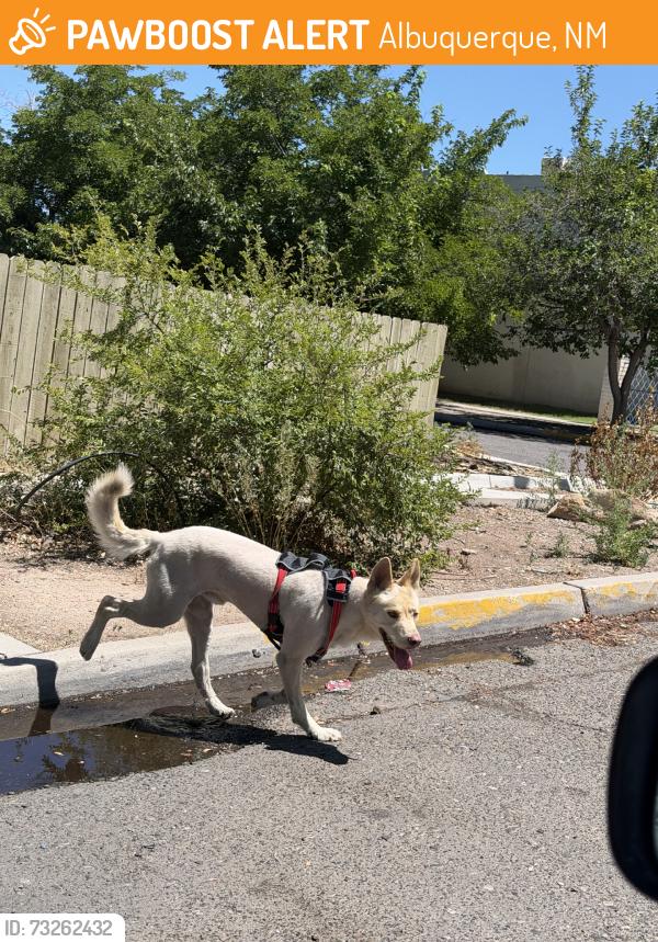 Found/Stray Male Dog last seen Hartman Publishing iron/14th, Albuquerque, NM 87102