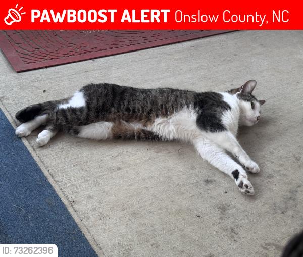 Lost Male Cat last seen Jones rd and Watercrest landing, Onslow County, NC 28539