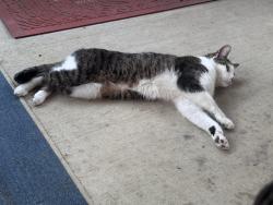 Lost Male Cat last seen Jones rd and Watercrest landing, Onslow County, NC 28539