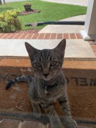 Found/Stray Male Cat last seen Crow Valley, Dalton, GA 30719