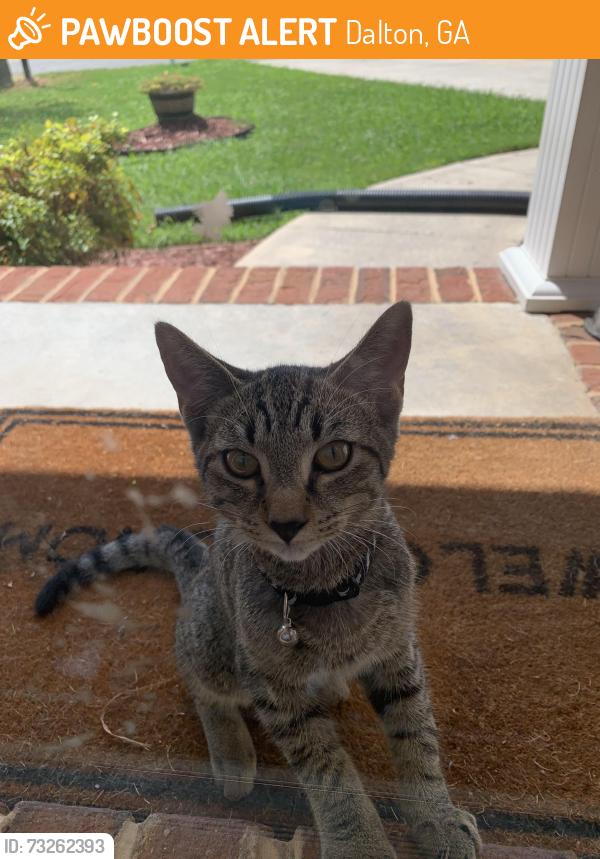 Found/Stray Male Cat last seen Crow Valley, Dalton, GA 30719