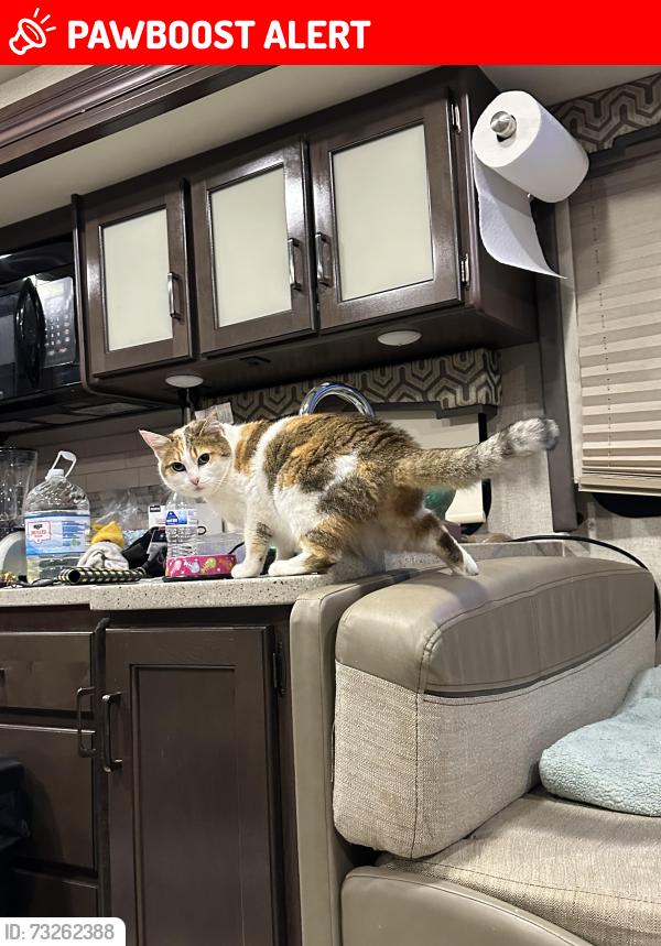 Lost Female Cat last seen Mountain Lake Campground, Summersville Wv. Area 2, Nicholas County, WV 26651