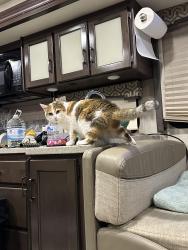 Lost Female Cat last seen Mountain Lake Campground, Summersville Wv. Area 2, Nicholas County, WV 26651