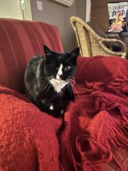 Lost Female Cat last seen View Ridge elementary, Seattle, WA 98115