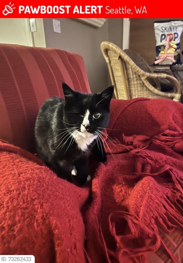 Lost Female Cat last seen View Ridge elementary, Seattle, WA 98115