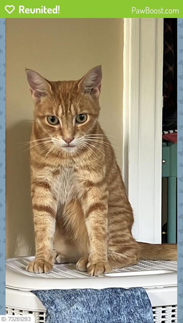 Reunited Unknown Cat last seen Blair street and Patricia ave, Dallas, TX 75223
