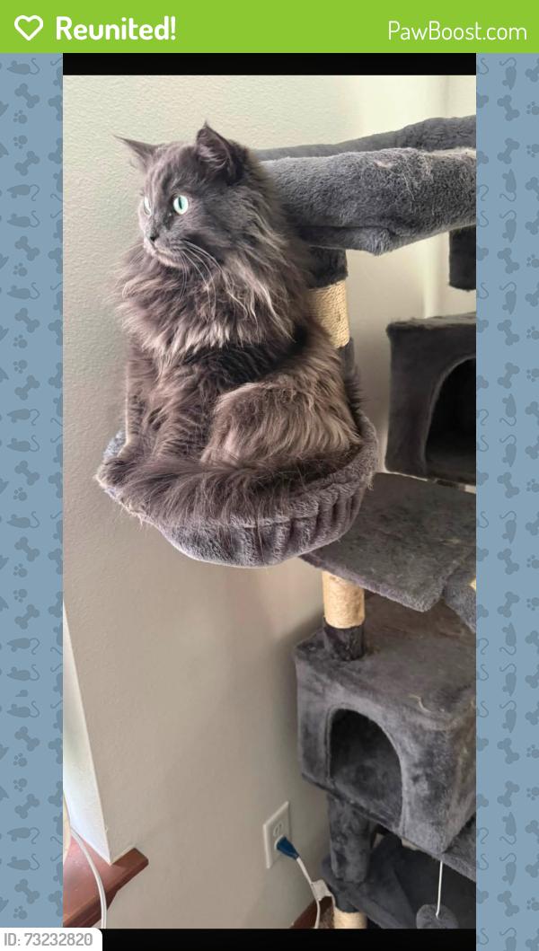 Reunited Male Cat last seen N Elm St & N Strong Rd, Spokane, WA 99208