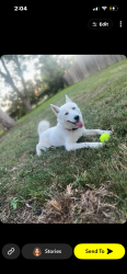 Lost Female Dog last seen Bay city, Bay City, TX 77414