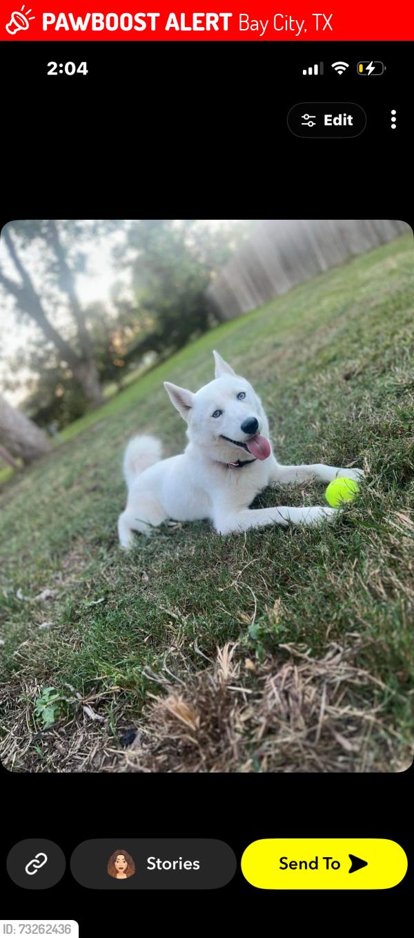 Lost Female Dog last seen Bay city, Bay City, TX 77414
