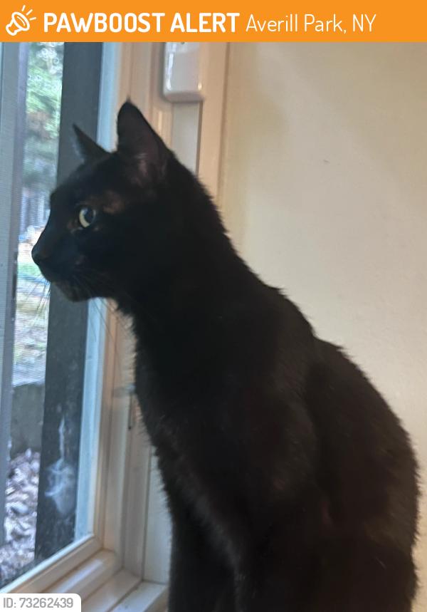 Found/Stray Male Cat last seen Algonquin Beach Road, Averill Park, NY 12018