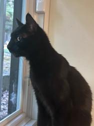 Found/Stray Male Cat last seen Algonquin Beach Road, Averill Park, NY 12018