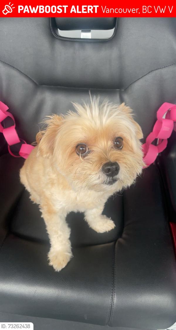 Lost Male Dog last seen 44th and Main Street Vancouver BC, Vancouver, BC V5W 1V6