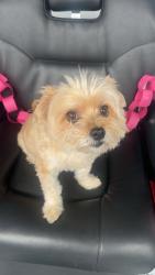 Lost Male Dog last seen 44th and Main Street Vancouver BC, Vancouver, BC V5W 1V6