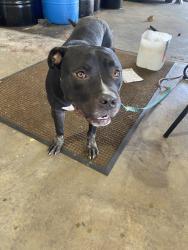 Found/Stray Male Dog last seen Johnston St, Lafayette, LA 70503