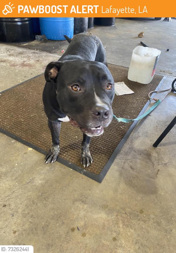 Found/Stray Male Dog last seen Johnston St, Lafayette, LA 70503