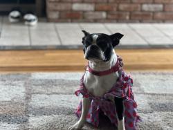 Reunited Female Dog last seen J street, Chula Vista, CA 91910