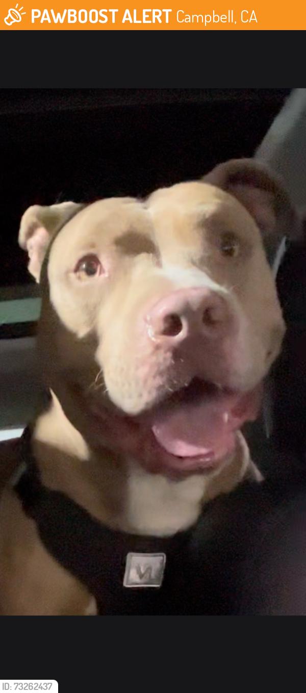 Found/Stray Male Dog last seen Pruneyard Campbell ca 95008, Campbell, CA 95011