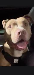 Found/Stray Male Dog last seen Pruneyard Campbell ca 95008, Campbell, CA 95011