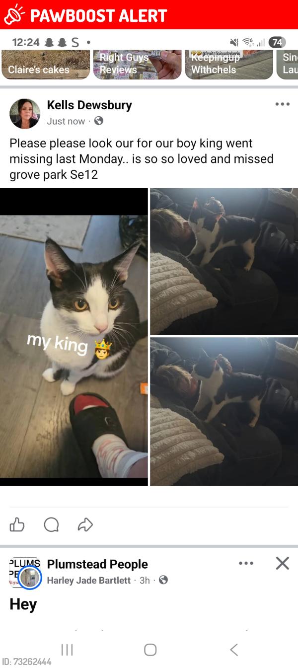 Lost Male Cat last seen Grove park, Greater London, England SE12 9QB