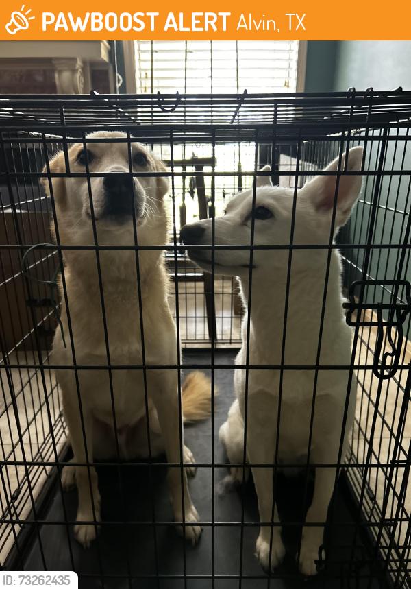 Found/Stray Female Dog last seen CR 159 & CR 164, Alvin, TX 77511