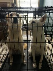 Found/Stray Female Dog last seen CR 159 & CR 164, Alvin, TX 77511