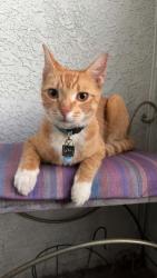 Reunited Male Cat last seen Orange wood Ave and Valley View St, Cypress, CA 90630