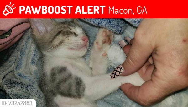 Lost Male Cat last seen Rebel drive macon ga, Macon, GA 31211