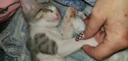 Lost Male Cat last seen Rebel drive macon ga, Macon, GA 31211