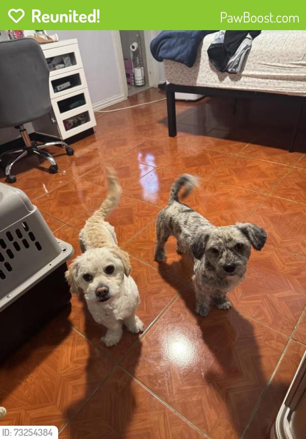 Reunited Male Dog last seen bayland park, Houston, TX 77074