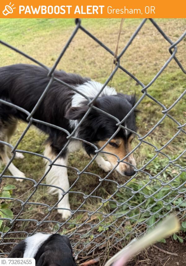 Found/Stray Unknown Dog last seen On the course!, Gresham, OR 97030