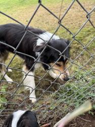 Found/Stray Unknown Dog last seen On the course!, Gresham, OR 97030