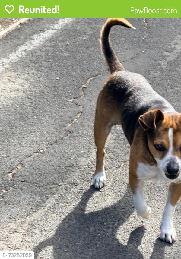 Reunited Male Dog last seen Vanden Rd and Alamo Rd, Vacaville, CA 95687