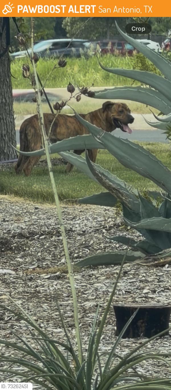 Found/Stray Unknown Dog last seen Northwest San Antonio VA hosp, San Antonio, TX 78251