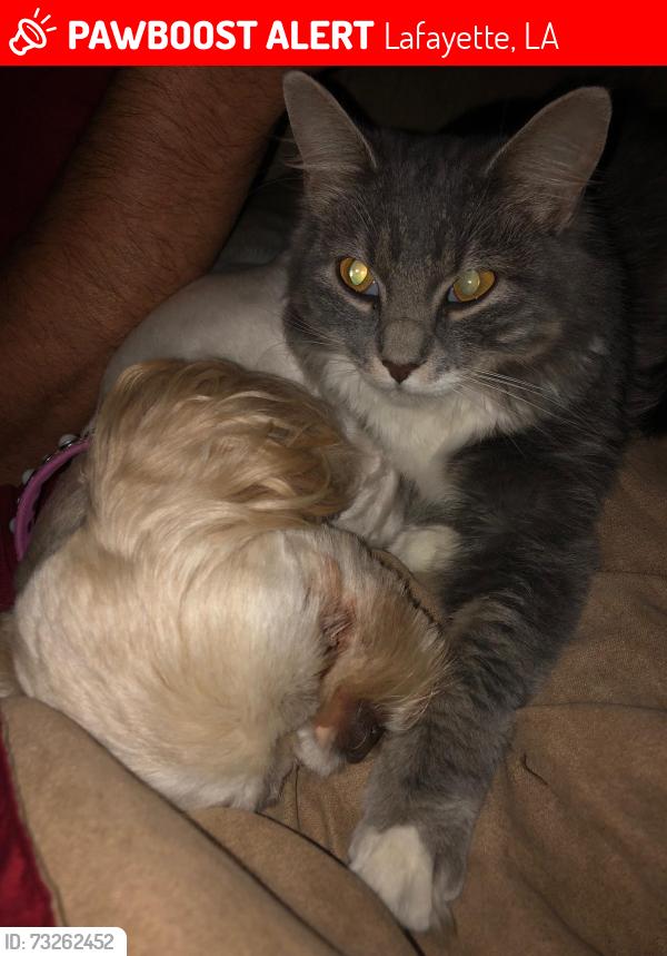 Lost Female Cat last seen Off of East Broussard...Stonehaven, Lafayette, LA 70503
