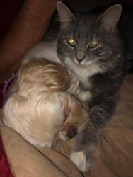 Lost Female Cat last seen Off of East Broussard...Stonehaven, Lafayette, LA 70503