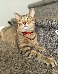 Lost Male Cat last seen Dave's market, Coventry, RI 02816