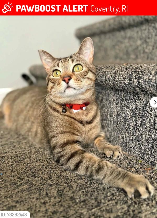 Lost Male Cat last seen Dave's market, Coventry, RI 02816