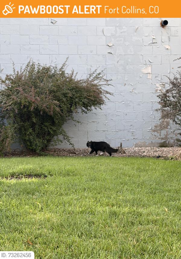 Found/Stray Unknown Cat last seen By dominoes next to Consuelo’s!, Fort Collins, CO 80524