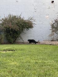 Found/Stray Unknown Cat last seen By dominoes next to Consuelo’s!, Fort Collins, CO 80524