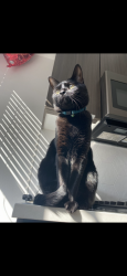 Lost Male Cat last seen Hambright road & Statesville road, Huntersville, NC 28078