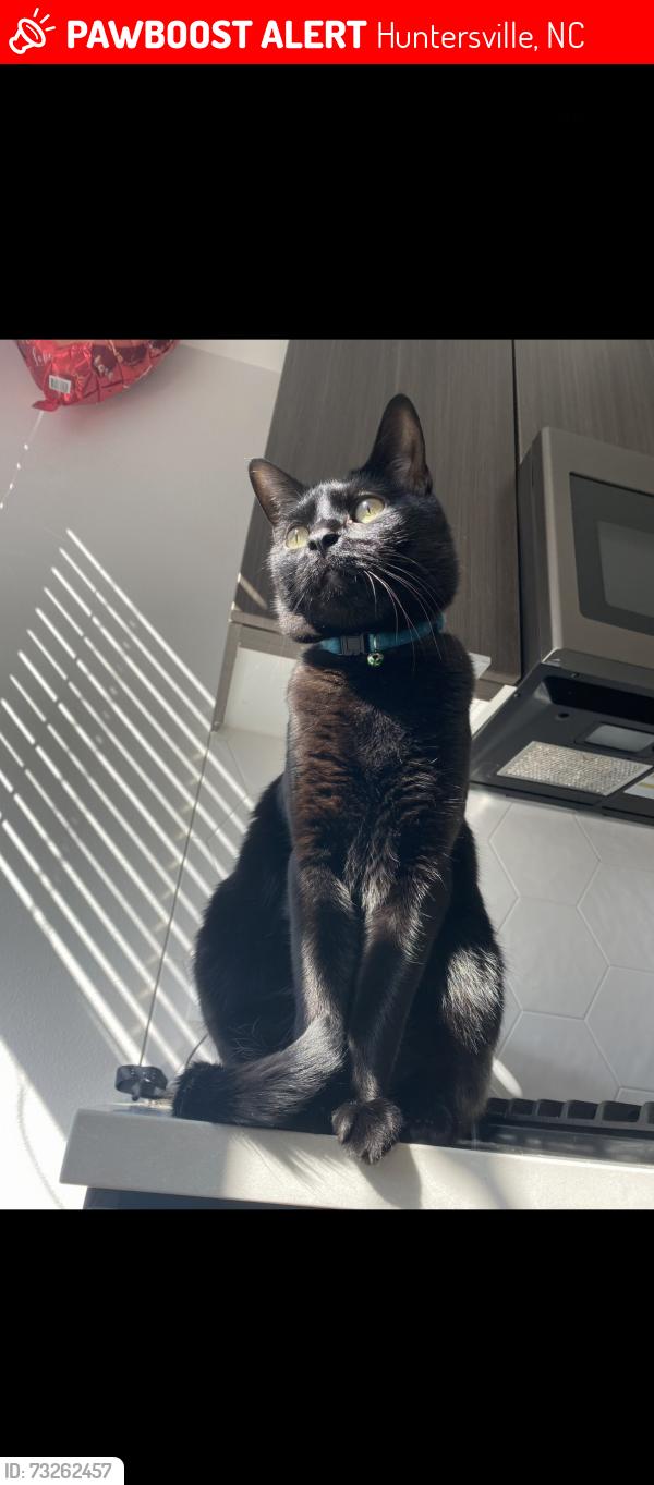 Lost Male Cat last seen Hambright road & Statesville road, Huntersville, NC 28078