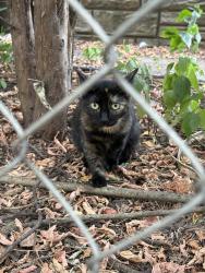 Found/Stray Unknown Cat last seen 27th Ave Ne and Central Ave Ne, Minneapolis, MN 55418