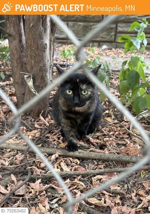Found/Stray Unknown Cat last seen 27th Ave Ne and Central Ave Ne, Minneapolis, MN 55418