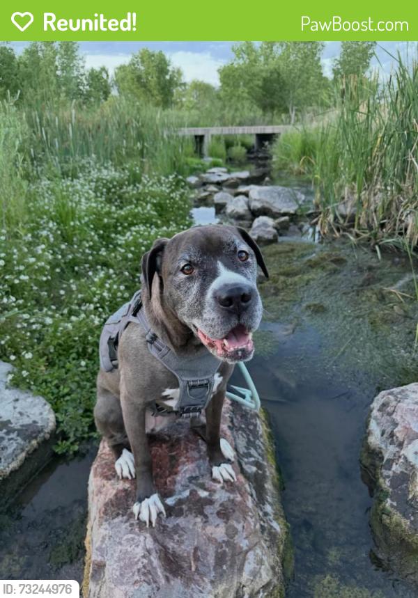 Reunited Female Dog last seen Near S Kittredge Way, Aurora, CO 80017, USA, Aurora, CO 80017
