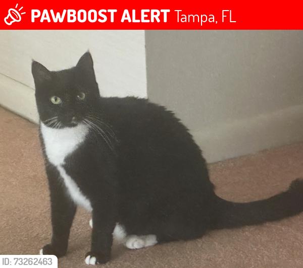 Lost Female Cat last seen South Village and Middle Lake Dr, Tampa, FL 33624