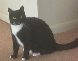 Lost Female Cat last seen South Village and Middle Lake Dr, Tampa, FL 33624