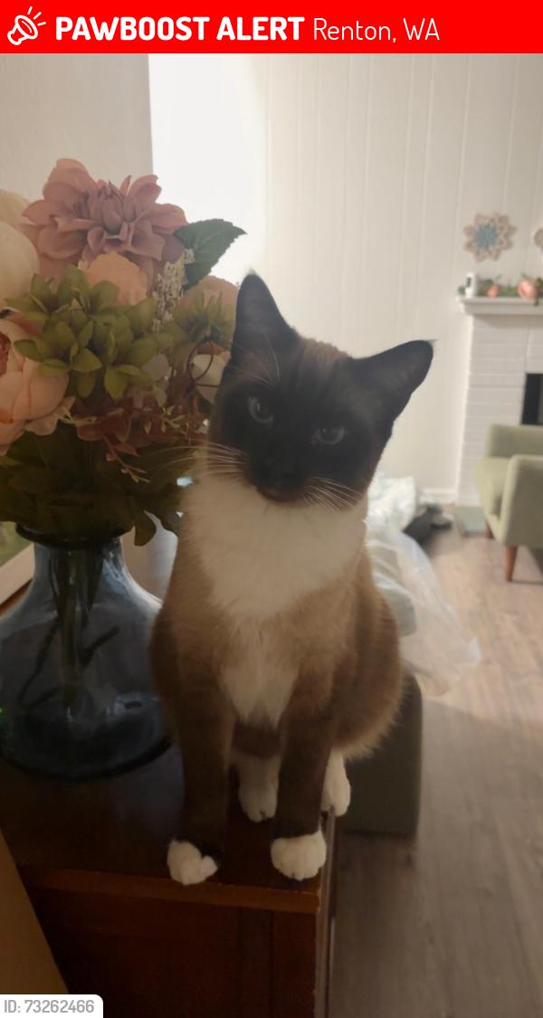 Lost Male Cat last seen SE 189th PL, Renton, WA 98058